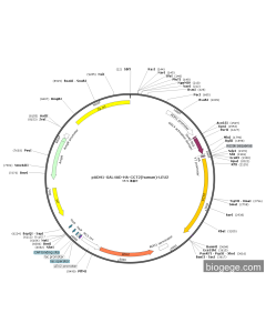 pADH1-GAL4AD-HA-CCT2(human)-LEU2