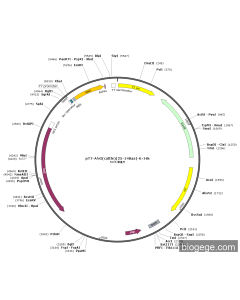 pT7-ANG(cattle)(25-148aa)-6×His
