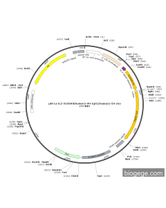 pEF1a-IL2-S100A9(human)-VH-IgG1(human)-CH-Zeo
