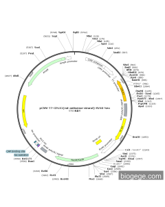 pCMV-T7-CPLX1(rat-antisense-strand)-SV40-Neo