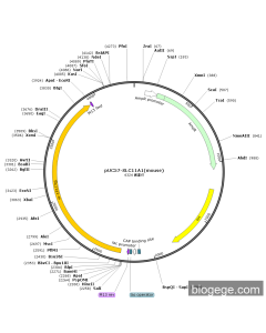 pUC57-SLC11A1(mouse)