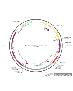 pUT-mini-Tn5-Kan-Tac-mCherry-SacB
