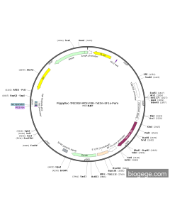 PiggyBac-TRE3GS-MCS-PGK-TetOn-EF1a-Puro