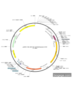 pADH1-GAL4AD-HA-CCT6A(human)-LEU2