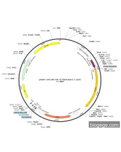 pADH1-GAL4AD-HA-CCT8(human)-1-LEU2