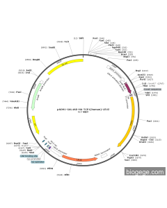 pADH1-GAL4AD-HA-TCP1(human)-LEU2