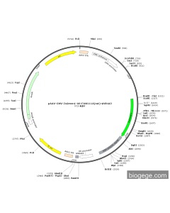 pAAV-CMV-ZsGreen1-U6-FAM111A(rat)-shRNA3