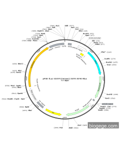 pPGK-Fluc-GIGYF1(mouse)-3UTR-SV40-Rluc