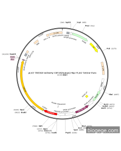 pLV2-TRE3GS-mCherry-CSF1R(human)-Myc-FLAG-TetOne-Puro