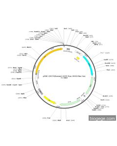 pPGK-CD274(human)-5UTR-Fluc-SV40-Rluc-Neo