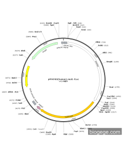pPFKFB3(human)-mut1-Fluc