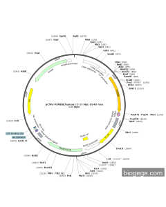 pCMV-PSMB8(human)-2-3×Myc-SV40-Neo