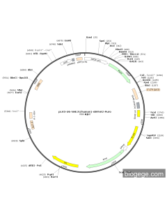 pLV3-U6-NHEJ1(human)-shRNA2-Puro