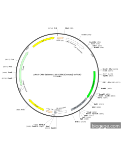 pAAV-CMV-ZsGreen1-U6-NTRK2(mouse)-shRNA3