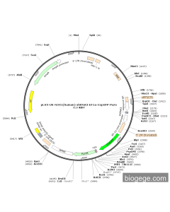 pLV3-U6-NOX1(human)-shRNA3-EF1a-CopGFP-Puro