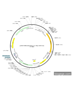 pCMV-PSMD13(human)-2-3×Myc-SV40-Neo