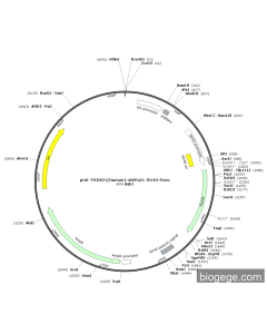 pU6-TRIM21(human)-shRNA1-SV40-Puro