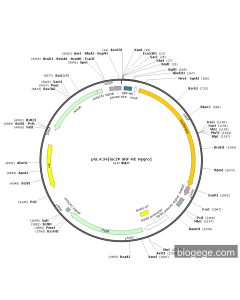 pGL4.34[luc2P SRF-RE Hygro]