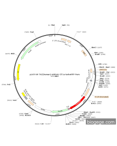 pLV3-U6-TAZ(human)-shRNA1-EF1a-turboRFP-Puro