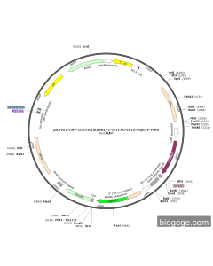 pAAVS1-CMV-CLDN18(human)-2-3×FLAG-EF1a-CopGFP-Puro