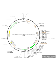 pLV3-U6-NOX1(human)-shRNA1-EF1a-CopGFP-Puro