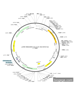 pCMV-RBD(SARS-Cov-2)-8×His-SV40-Neo