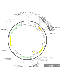 pCMV-3×FLAG-NEDD8(human)-SV40-Neo