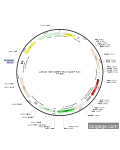 pAAVS1-CMV-amilRFP-EF1a-CopGFP-Puro