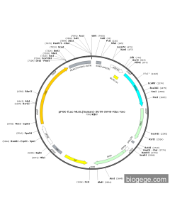 pPGK-Fluc-MLKL(human)-3UTR-SV40-Rluc-Neo