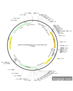 pCMV-CLDN18(human)-2-3×FLAG-SV40-Neo