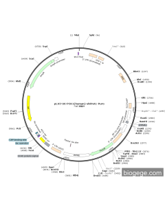 pLV3-U6-PCK1(human)-shRNA1-Puro