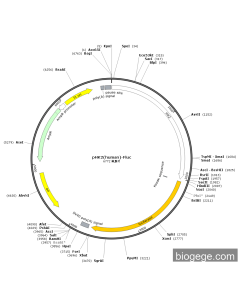 pHK2(human)-Fluc