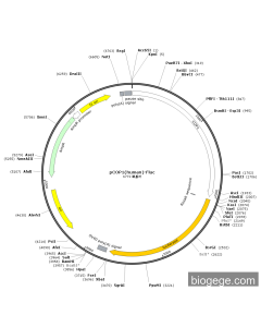 pCOP1(human)-Fluc