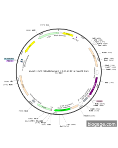 pAAVS1-CMV-CLDN18(human)-1-3×FLAG-EF1a-CopGFP-Puro