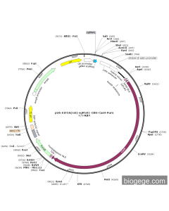 pU6-EIF5A(rat)-sgRNA1-CBH-Cas9-Puro
