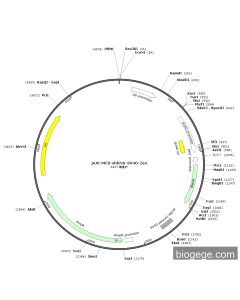 pU6-MCS-shRNA-SV40-Zeo