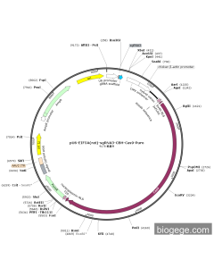 pU6-EIF5A(rat)-sgRNA3-CBH-Cas9-Puro