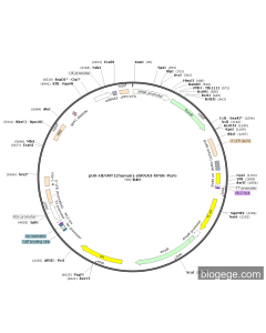 pU6-HENMT1(human)-shRNA3-hPGK-Puro