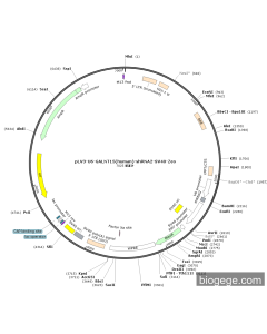 pLV3-U6-GALNT15(human)-shRNA2-SV40-Zeo
