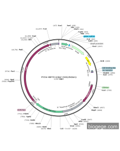 PYCm-HSP70-Linker-OVA(chicken)