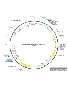 pU6-HENMT1(human)-shRNA2-hPGK-Puro