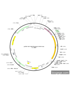 pCMV-GST-MAZ(human)-SV40-Neo