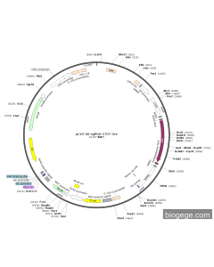 pLV2-U6-sgRNA-CTNT-Cre