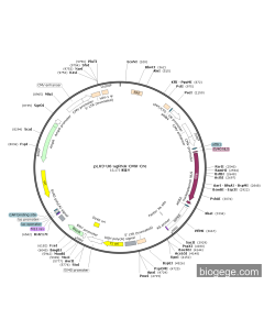 pLV3-U6-sgRNA-CMV-Cre