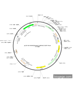 pLV3-U6-RORA(human)-shRNA2-EGFP-Puro