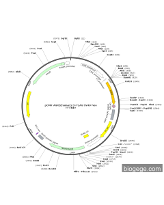 pCMV-AGR2(human)-3×FLAG-SV40-Neo