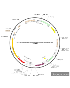 pLV2-TRE3GS-mCherry-ZMIZ2(human)(1-564aa)-Myc-TetOne-Puro