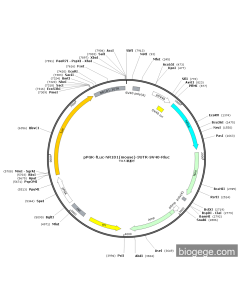 pPGK-Fluc-NR1D1(mouse)-3UTR-SV40-Rluc
