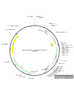 pU6-IFNAR1(human)-shRNA2-SV40-Puro