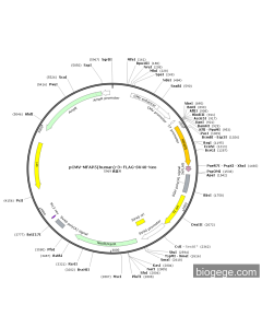 pCMV-MFAP5(human)-3×FLAG-SV40-Neo